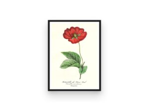 le maout botanical prints