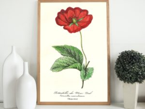 Potentille De Mac Nab Le Maout botanical print