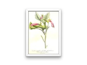 Siphocampyle a feuilles glanduleuses, bellflower, French, Le Maout botanical print