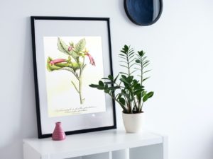 Siphocampyle a feuilles glanduleuses, bellflower, French, Le Maout botanical print