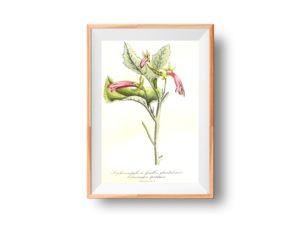 Siphocampyle a feuilles glanduleuses, bellflower, French, Le Maout botanical print