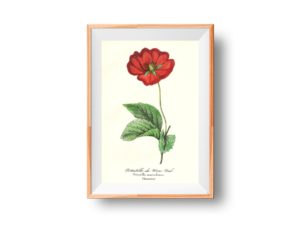 potentille mac nab, French, Le Maout botanical print