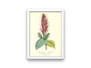 Aphélandre éclatante, Aphelandra, French, Le Maout botanical print