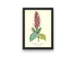 Aphélandre éclatante, Aphelandra, French, Le Maout botanical print