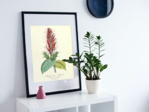 Aphélandre éclatante, Aphelandra, French, Le Maout botanical print