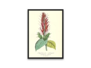 Aphélandre éclatante, Aphelandra, French, Le Maout botanical print