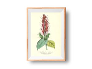 Aphélandre éclatante, Aphelandra, French, Le Maout botanical print