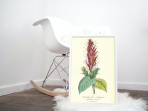 Aphélandre éclatante, Aphelandra, French, Le Maout botanical print