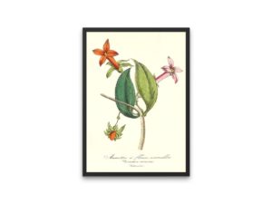 Manettie à fleurs vermillon, Manettia, French, Le Maout botanical print