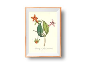 Manettie à fleurs vermillon, Manettia, French, Le Maout botanical print
