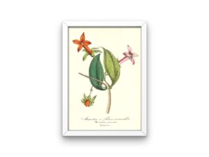 Manettie à fleurs vermillon, Manettia, French, Le Maout botanical print