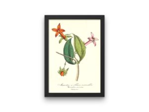 Manettie à fleurs vermillon, Manettia, French, Le Maout botanical print