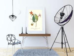 Manettie à fleurs vermillon, Manettia, French, Le Maout botanical print