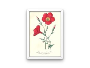 Linum grandiflorum, Flax, French, Le Maout botanical print