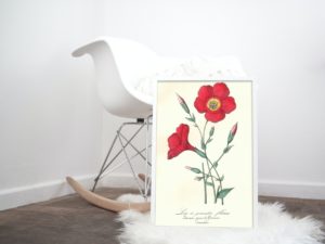 Linum grandiflorum, Flax, French, Le Maout botanical print