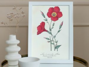 Linum grandiflorum, Flax, French, Le Maout botanical print