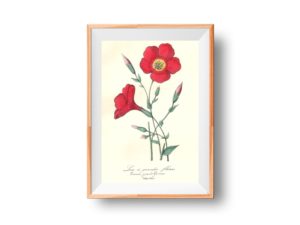 Linum grandiflorum, Flax, French, Le Maout botanical print