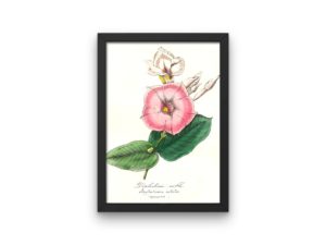 Dipladénie Noble, Mandeville, Rocktrumpet, French, Le Maout botanical print