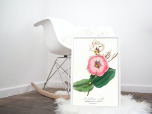 Dipladénie Noble, Mandeville, Rocktrumpet, French, Le Maout botanical print