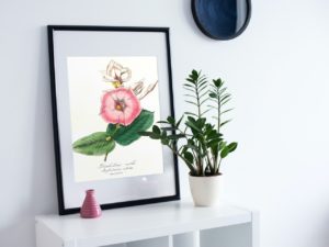 Dipladénie Noble, Mandeville, Rocktrumpet, French, Le Maout botanical print