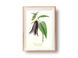 Campanule Noble, Bellflower, Bluebell, French, Le Maout botanical print