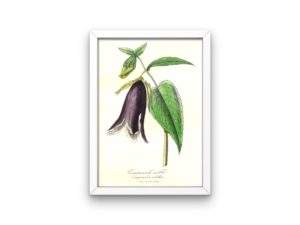 Campanule Noble, Bellflower, Bluebell, French, Le Maout botanical print