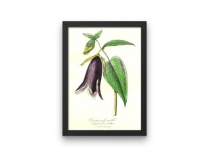 Campanule Noble, Bellflower, Bluebell, French, Le Maout botanical print