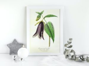 Campanule Noble, Bellflower, Bluebell, French, Le Maout botanical print