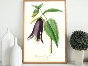 Campanule Noble, Bellflower, Bluebell, French, Le Maout botanical print