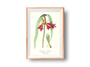 Phycelle brillante, Phycella, French, Le Maout botanical print