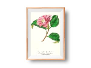 Camellia du Japon, Pink Camelia, French, Le Maout botanical print