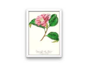 Camellia du Japon, Pink Camelia, French, Le Maout botanical print