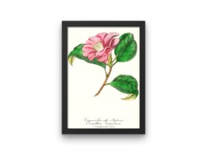 Camellia du Japon, Pink Camelia, French, Le Maout botanical print