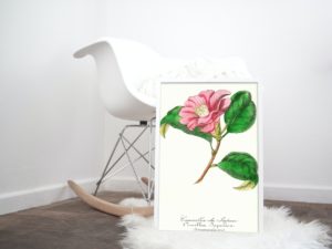 Camellia du Japon, Pink Camelia, French, Le Maout botanical print