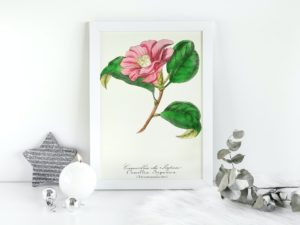Camellia du Japon, Pink Camelia, French, Le Maout botanical print