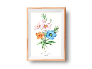 Mourons Exotiques, Pimpernel, French, Le Maout botanical print