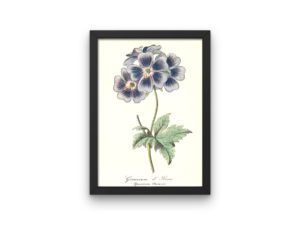 Géranium d'Ibérie, Caucasian crane's-bill, 1852, French, Le Maout botanical print