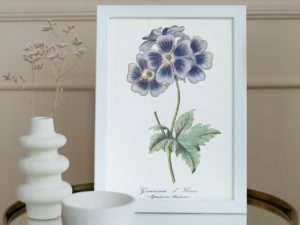 Géranium d'Ibérie, Caucasian crane's-bill, 1852, French, Le Maout botanical print