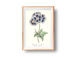 Géranium d'Ibérie, Caucasian crane's-bill, 1852, French, Le Maout botanical print