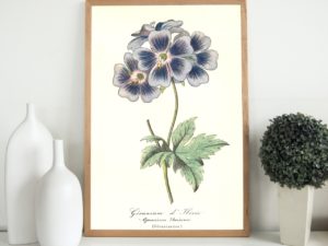 Géranium d'Ibérie, Caucasian crane's-bill, 1852, French, Le Maout botanical print