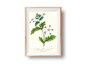 Nemophile à fleurs mouchetées, Baby Blue Eyes,1852, French, Le Maout botanical print