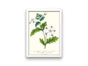 Nemophile à fleurs mouchetées, Baby Blue Eyes,1852, French, Le Maout botanical print