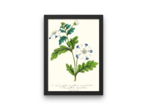 Nemophile à fleurs mouchetées, Baby Blue Eyes,1852, French, Le Maout botanical print