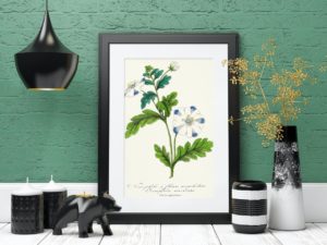 Nemophile à fleurs mouchetées, Baby Blue Eyes,1852, French, Le Maout botanical print