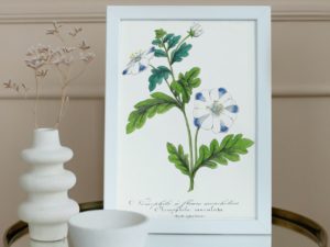 Nemophile à fleurs mouchetées, Baby Blue Eyes,1852, French, Le Maout botanical print
