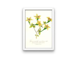 Gramnanthe gentianoide, succulent,1852, French, Le Maout botanical print