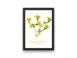 Gramnanthe gentianoide, succulent,1852, French, Le Maout botanical print