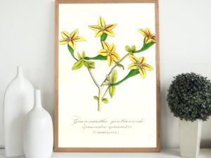 Gramnanthe gentianoide, succulent,1852, French, Le Maout botanical print