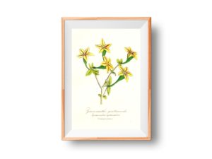 Gramnanthe gentianoide, succulent,1852, French, Le Maout botanical print