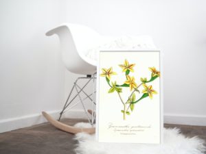 Gramnanthe gentianoide, succulent,1852, French, Le Maout botanical print